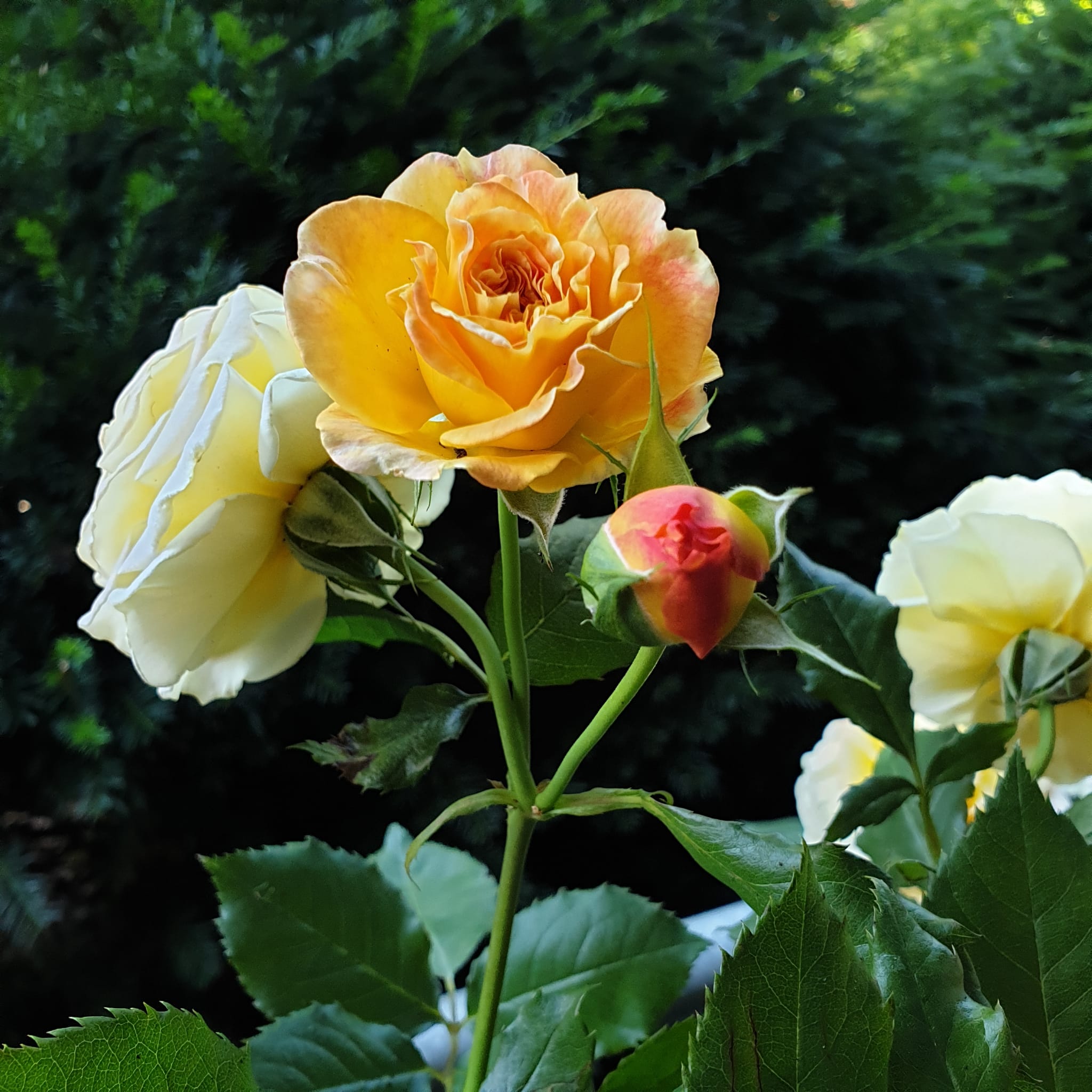 (極レア美品CD) RosenFeld ...In The Garden Francis Rosenfeld: THE GARDEN